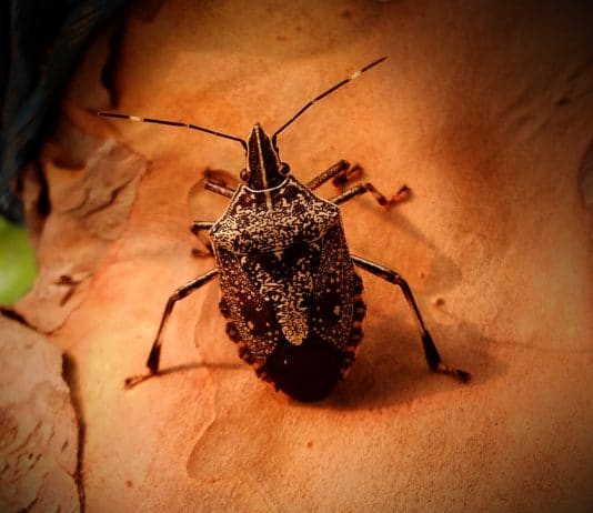 cimici rimedi naturali