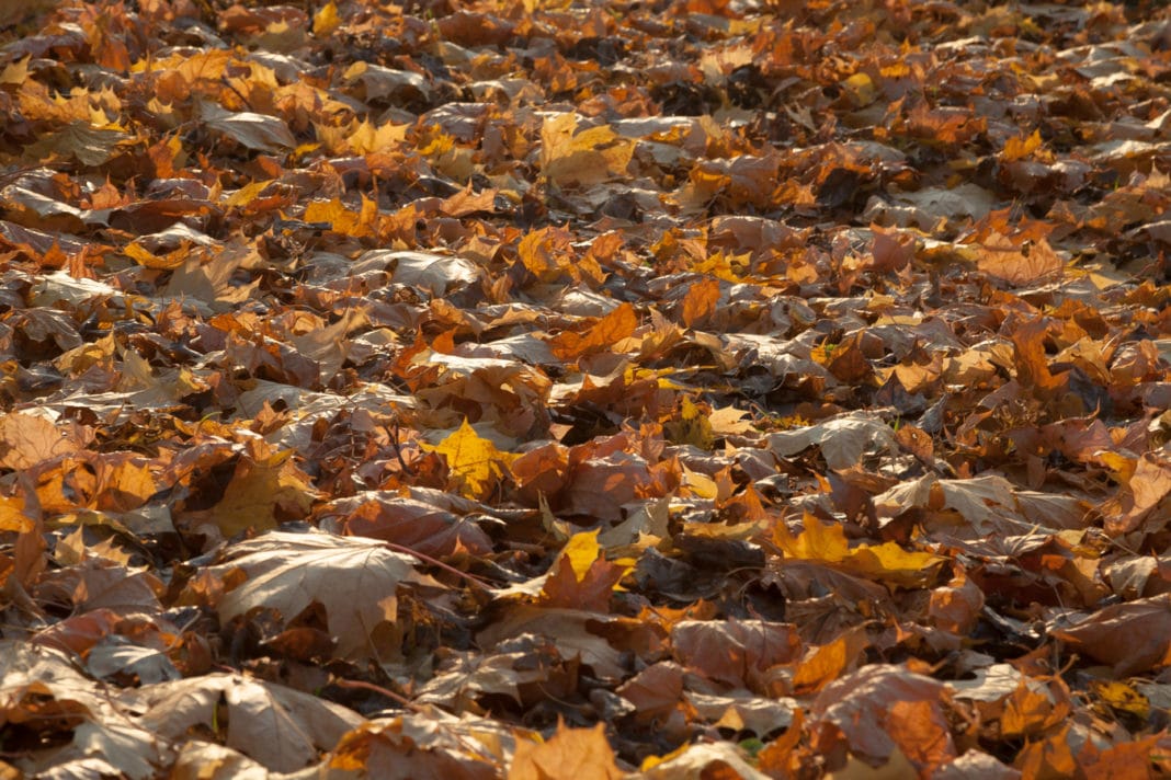 foglie autunno