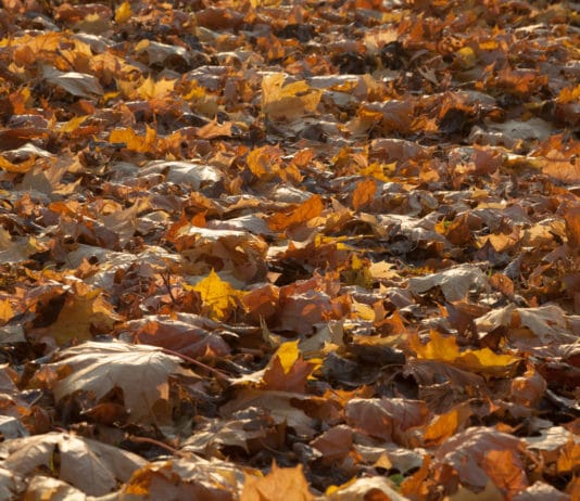 foglie autunno