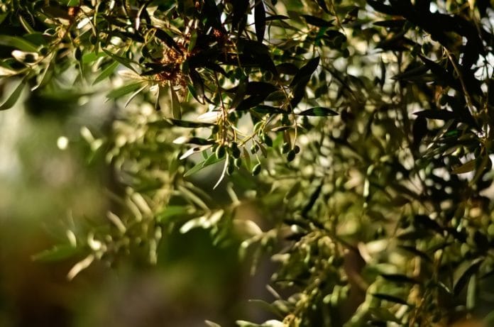 benefici_foglie_ulivo benefici_foglie_ulivo