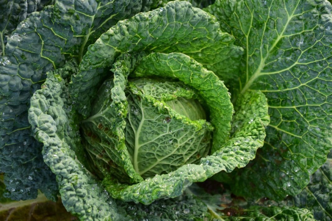 cavolo_verza_per_dolori_articolari