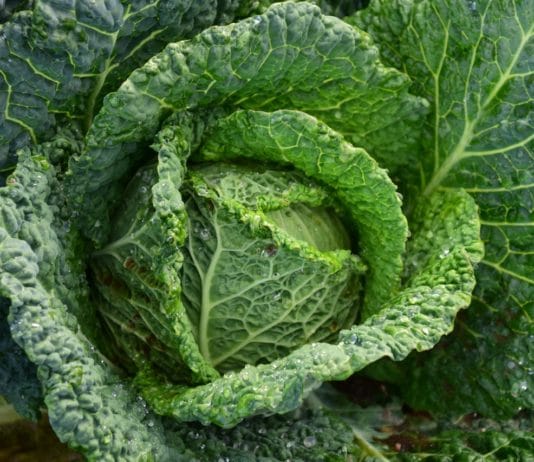 cavolo_verza_per_dolori_articolari