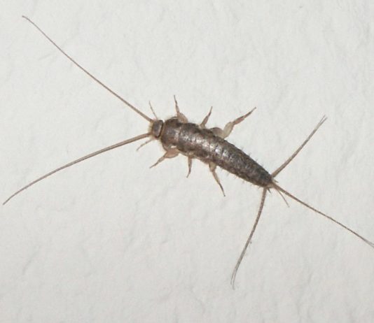 pesciolini argento