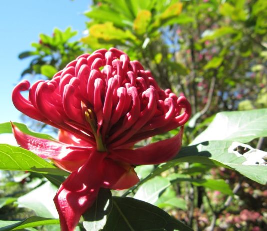 fiori_australiani