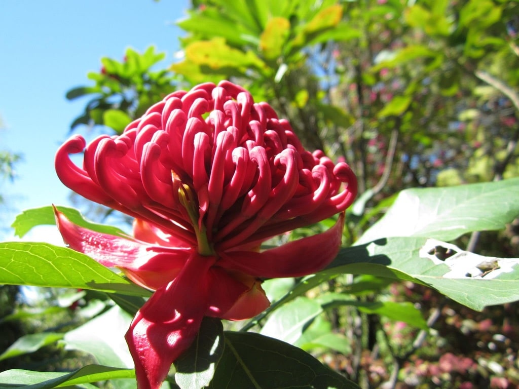 fiori_australiani