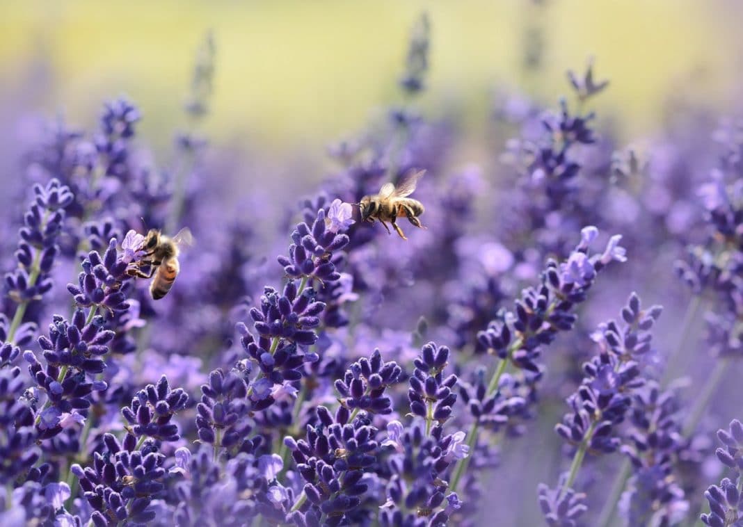 benefici_miele_di_lavanda