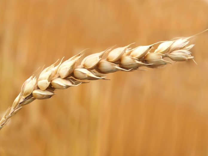 olio-germe-di-grano-benefici