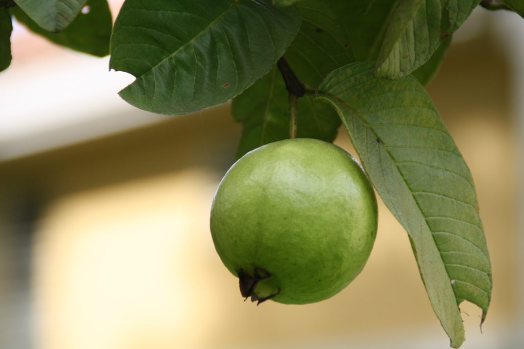 foglie-di-guava-benefici