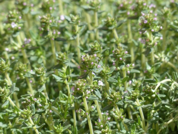 olio-essenziale-santoreggia-benefici olio-essenziale-santoreggia-benefici