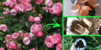 concime-naturale-giardino