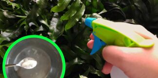 usi-bicarbonato-in-giardino