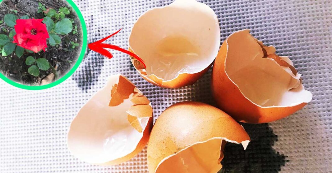 gusci-uova-rimedi-naturali