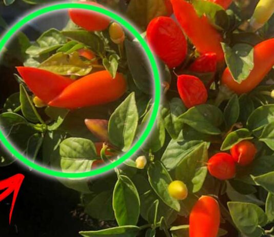 coltivare-peperoncino-casa