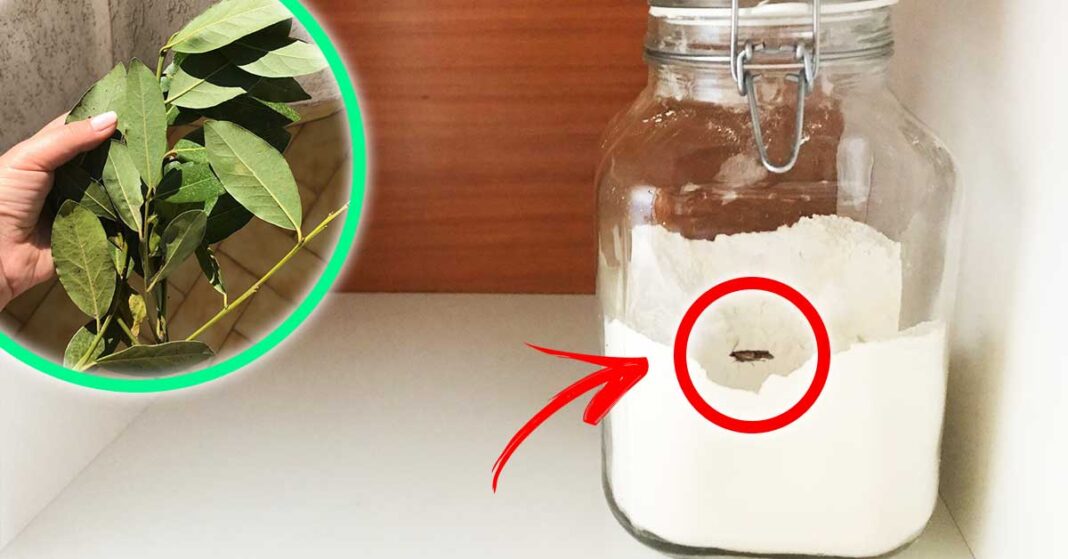 farfalline-dispensa-rimedi-naturali