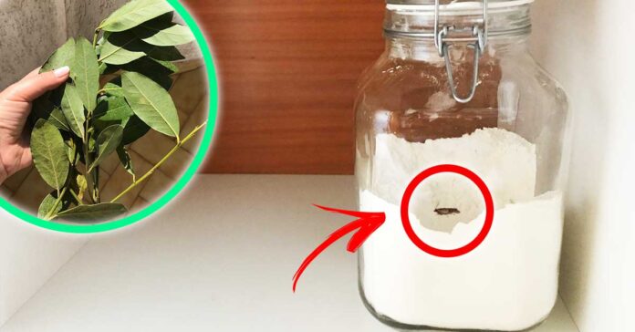 farfalline-dispensa-rimedi-naturali