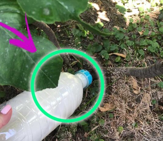 rimedi-latte-in-giardino