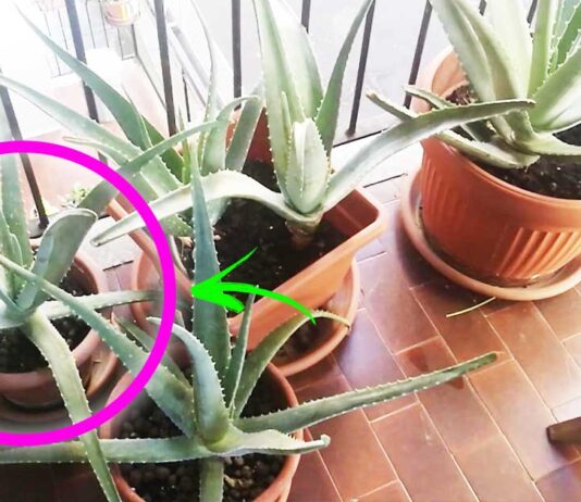 aloe-vera-sul-balcone