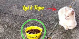 pulire-ciotole-gatti-cani