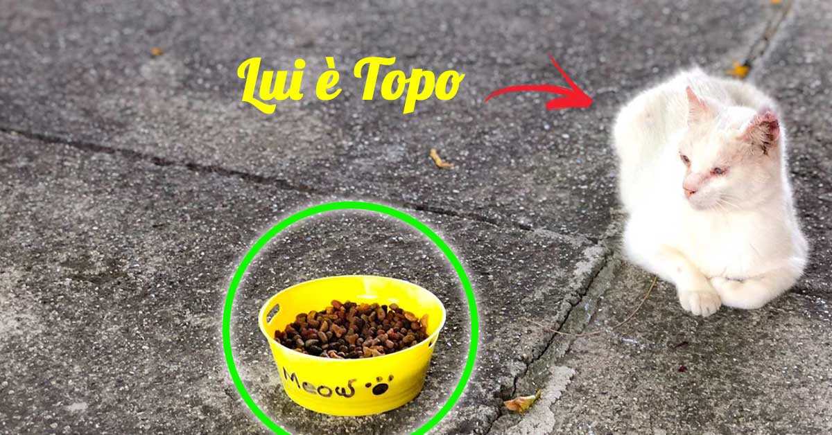 Come pulire le ciotole di cani e gatti