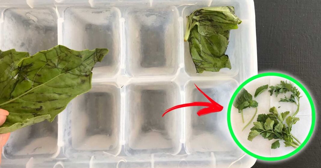 conservare-erbe-aromatiche-freezer