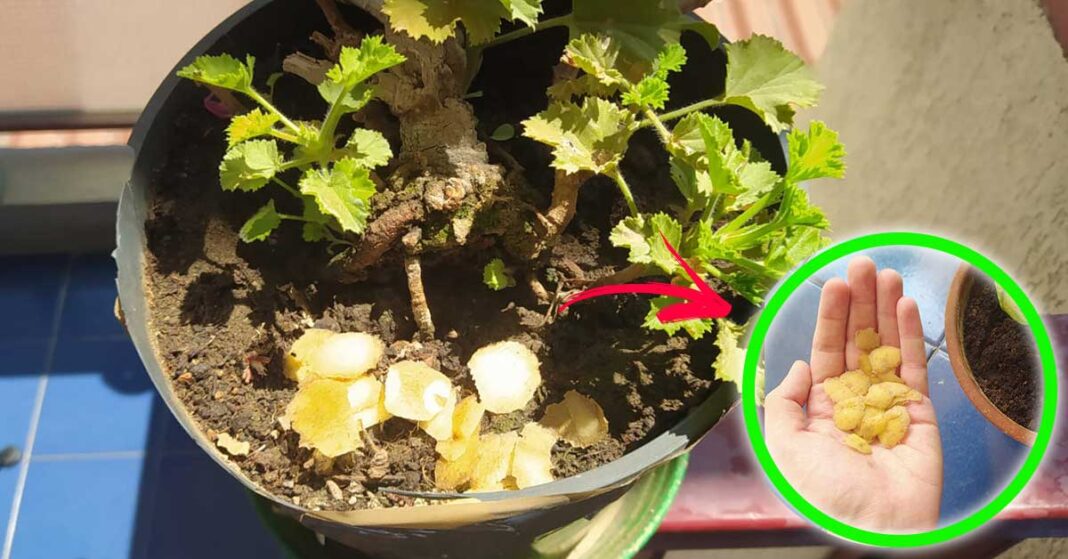 patate-in-giardino