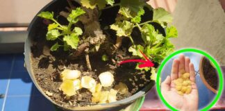patate-in-giardino