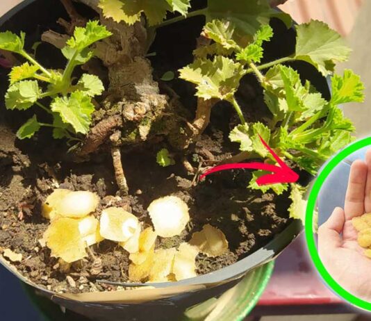 patate-in-giardino