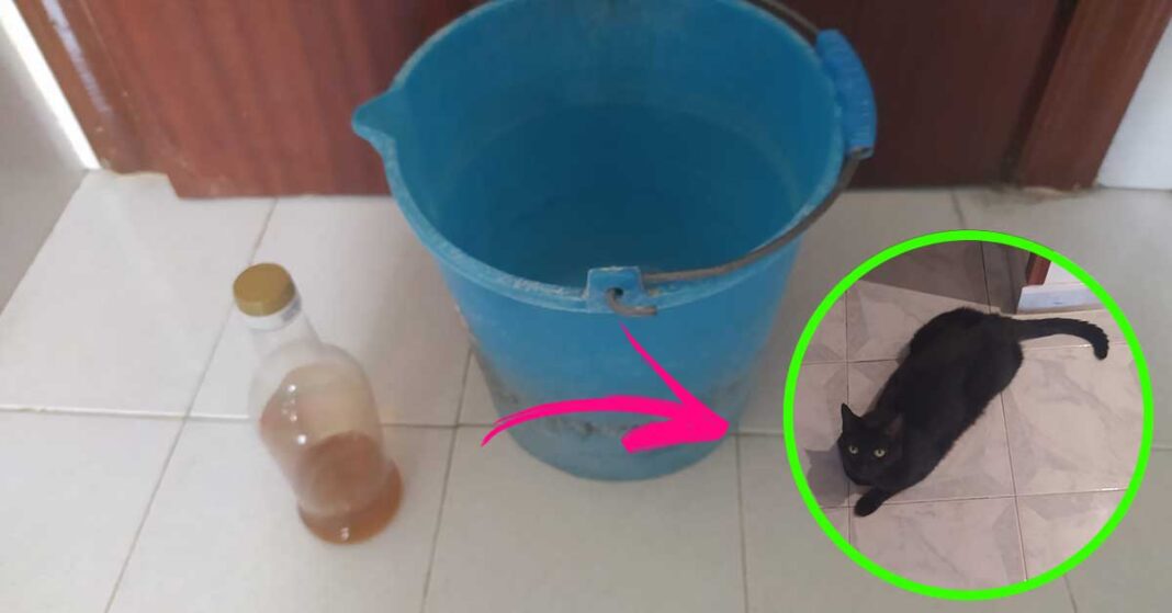 pavimento-gatto