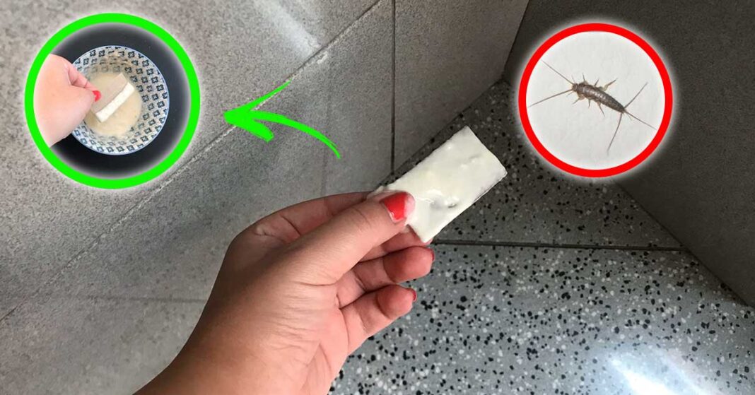 pesciolini-argento-rimedi-naturali
