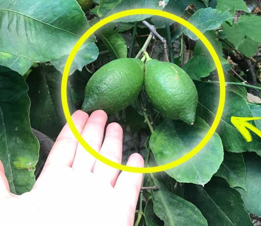 come-coltivare-limoni