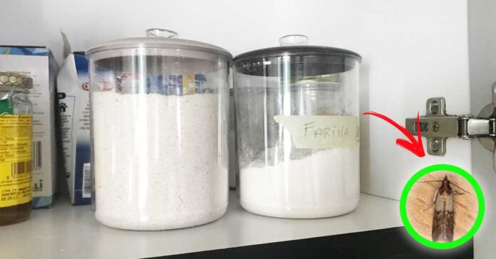 farfalline-dispensa farfalline-dispensa