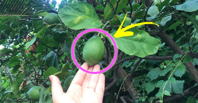 limoni-sempre-verdi limoni-sempre-verdi