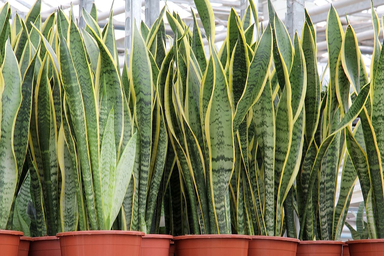 Sansevieria