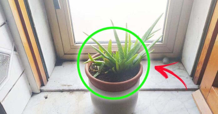 aloe-aria-viziata