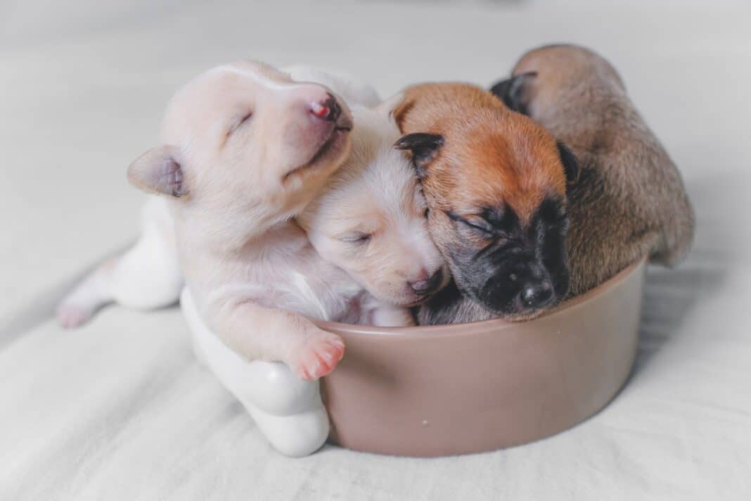 animali-fanno-bene-alla-salute