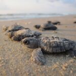 Stati Uniti: il boom delle tartarughe marine grazie alla pandemia