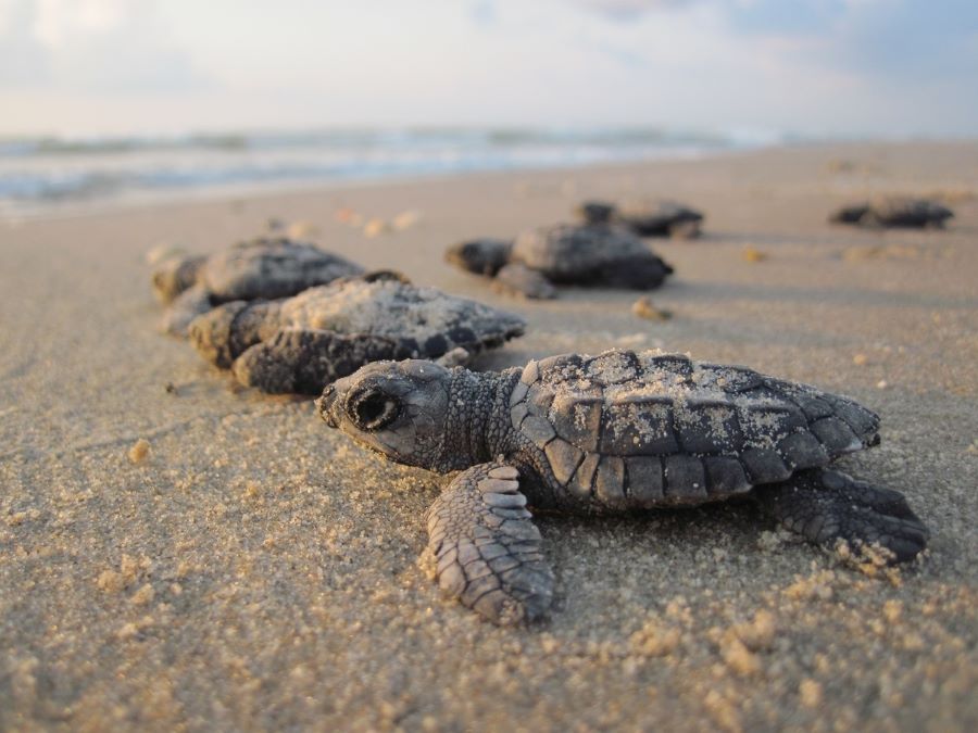 Stati Uniti: il boom delle tartarughe marine grazie alla pandemia