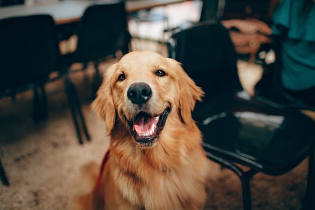 Quanti anni ha veramente il tuo cane?