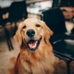 Quanti anni ha veramente il tuo cane?