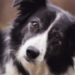 Crisi di mezza età? Secondo uno studio colpisce anche i cani!