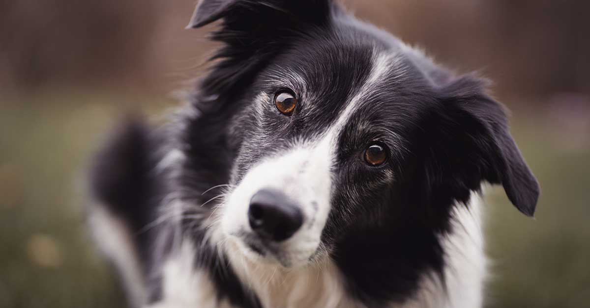 Crisi di mezza età? Secondo uno studio colpisce anche i cani!