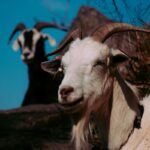 Le capre che hanno salvato l’ospizio in Galles