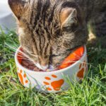 Quanto inquina il cibo per cani e gatti?