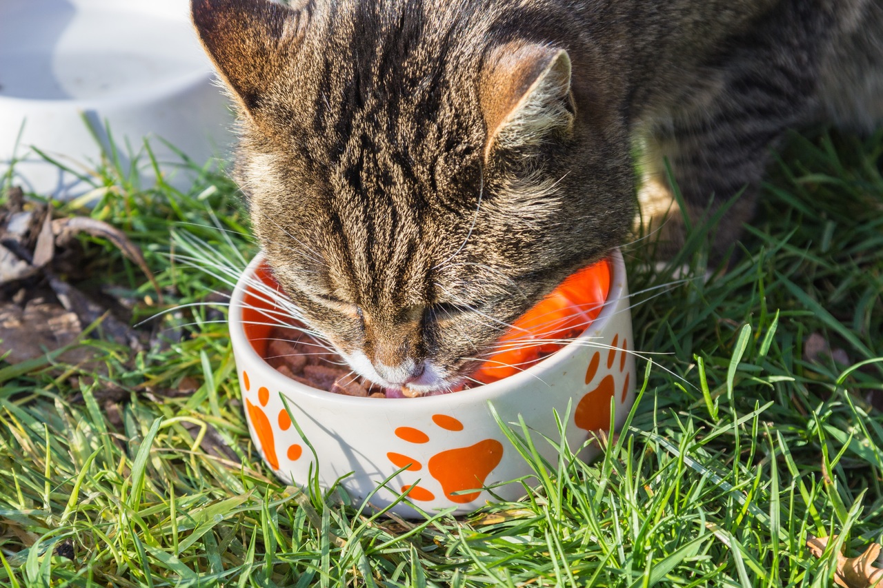 Quanto inquina il cibo per cani e gatti?