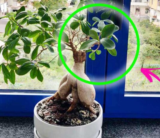 ficus-bonsai-ikea