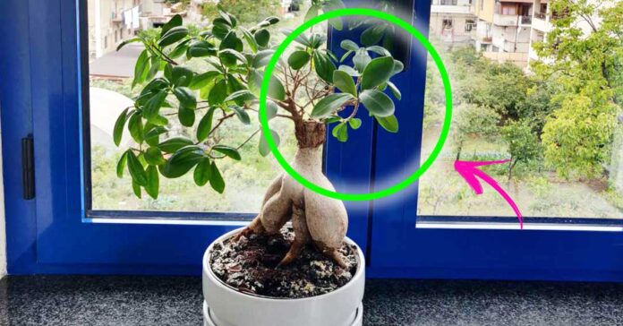 ficus-bonsai-ikea