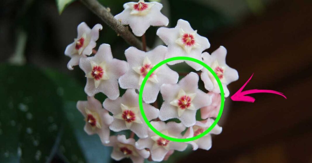 Tan hermosa que parece porcelana ¡así es como cuidar la flor de cera
