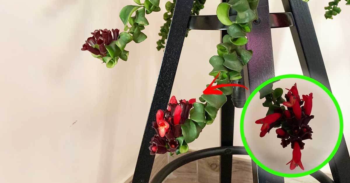 Da questa pianta nascono “rossetti” al posto dei fiori!