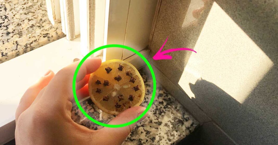 mosche-chiodi-garofano-limone mosche-chiodi-garofano-limone