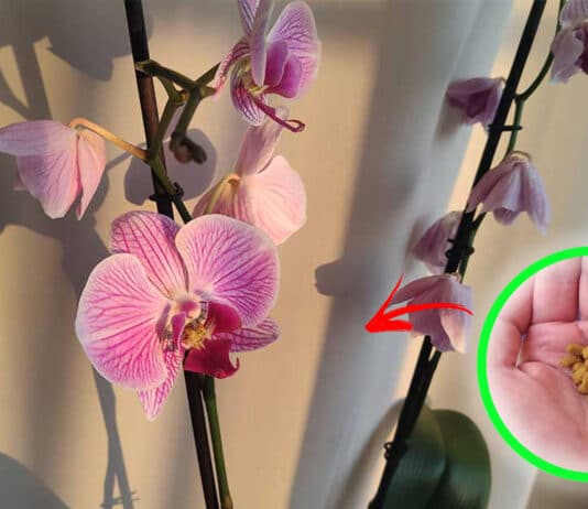 orchidea-cambio-stagione